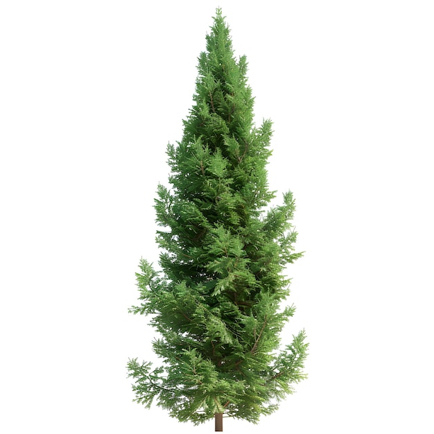 tree_thuja_occidentalis cutout psd