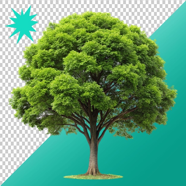 tree on transparent background