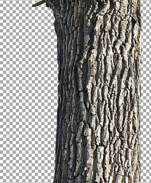 PSD tree trunk isolated on transparent background