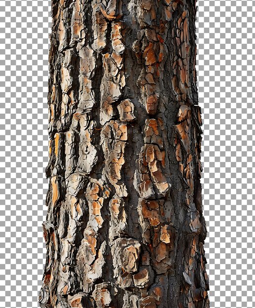 PSD tree trunk isolated on transparent background