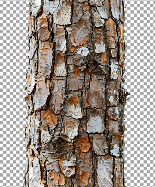 PSD tree trunk isolated on transparent background