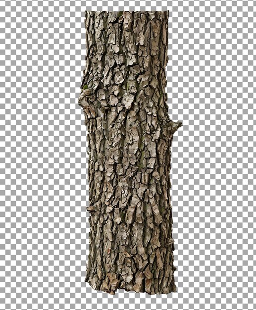 PSD tree trunk isolated on transparent background