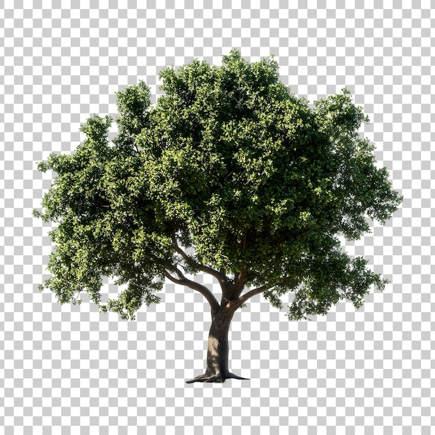 A tree with green leaves on a transparent background