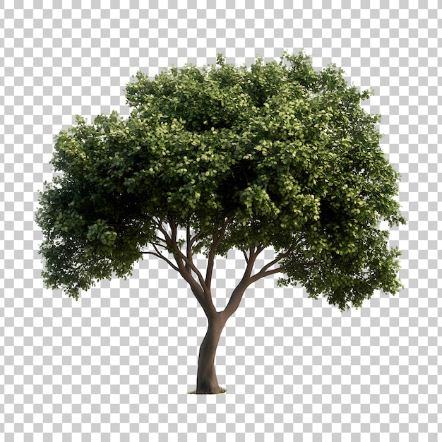 A tree with green leaves on a transparent background