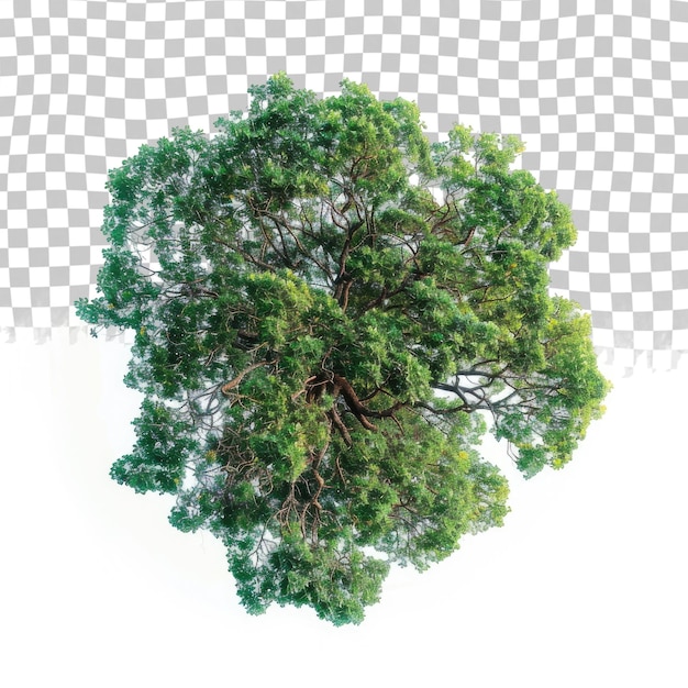 a tree with a green tree on a checkered background