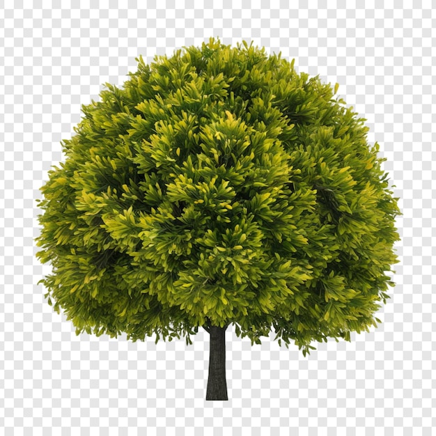 a tree with a green tree on a transparent background