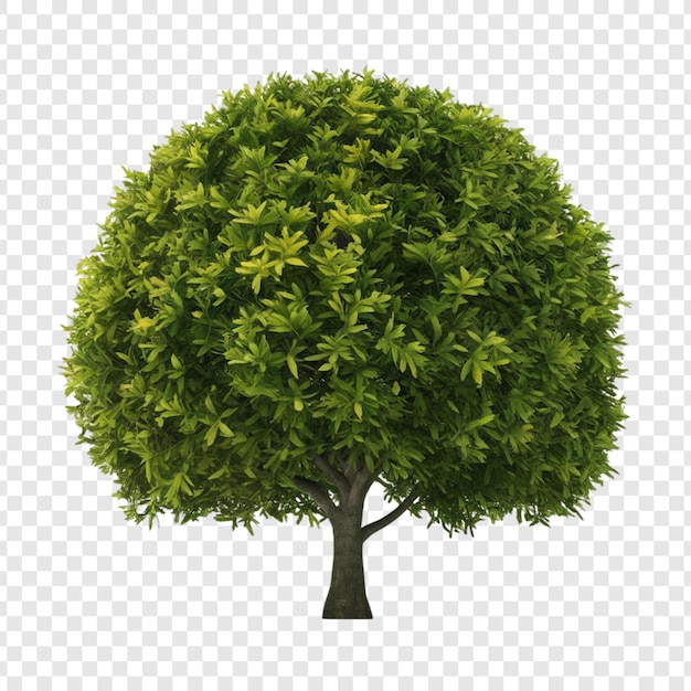 a tree with a green tree on a transparent background