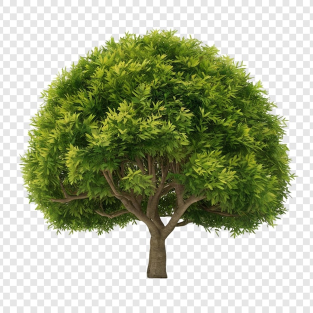 PSD a tree with a green tree on a transparent background