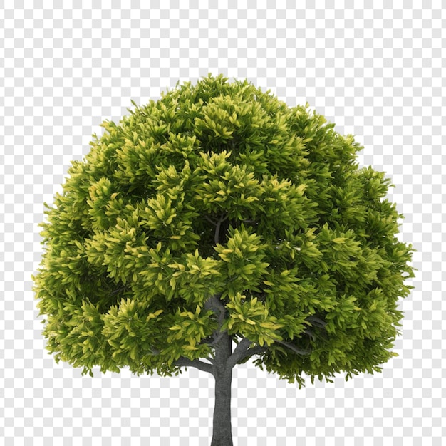 PSD a tree with a green tree on a transparent background