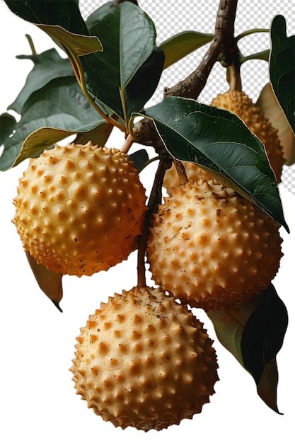 PSD a tree with many fruits that are on a white background