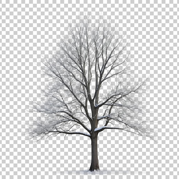 PSD a tree with no leaves on it