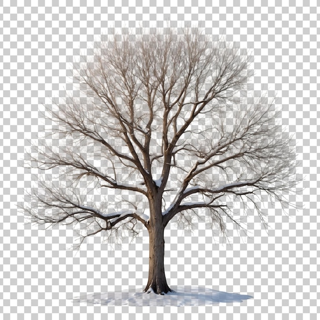 PSD a tree with no leaves on it