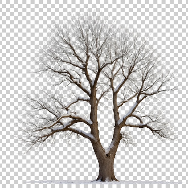 PSD a tree with no leaves on it