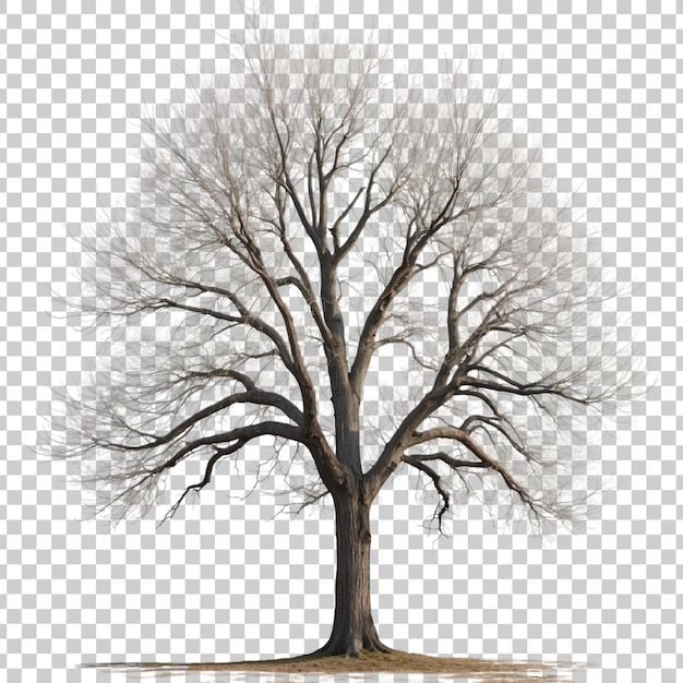 PSD a tree with no leaves on it