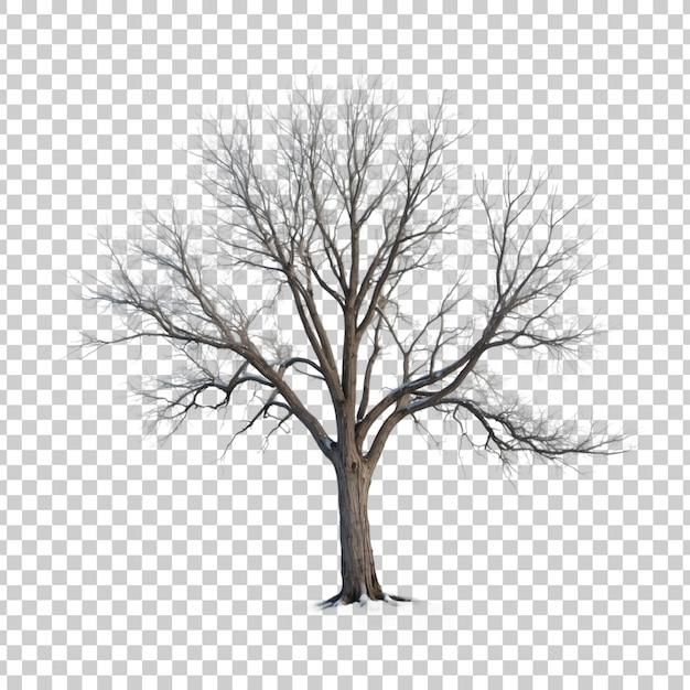 PSD a tree with no leaves on it