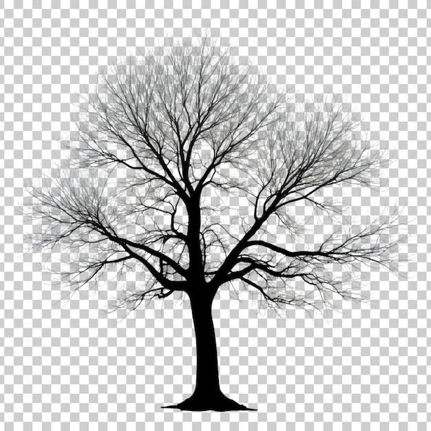 a tree with no leaves on it