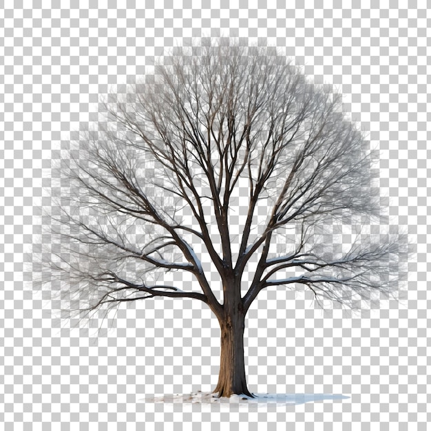 PSD a tree with no leaves on it