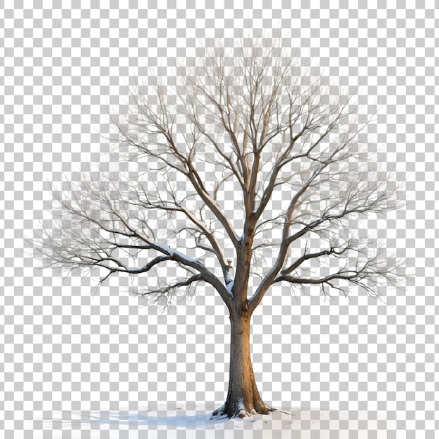 PSD a tree with no leaves on it