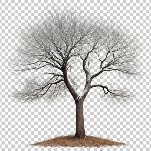 PSD a tree with no leaves on it