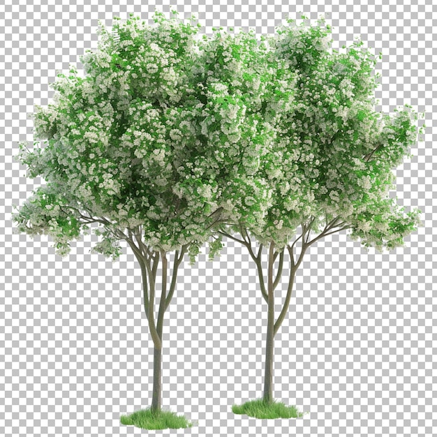 a tree with a white flower on it and the bottom on white transparent background png