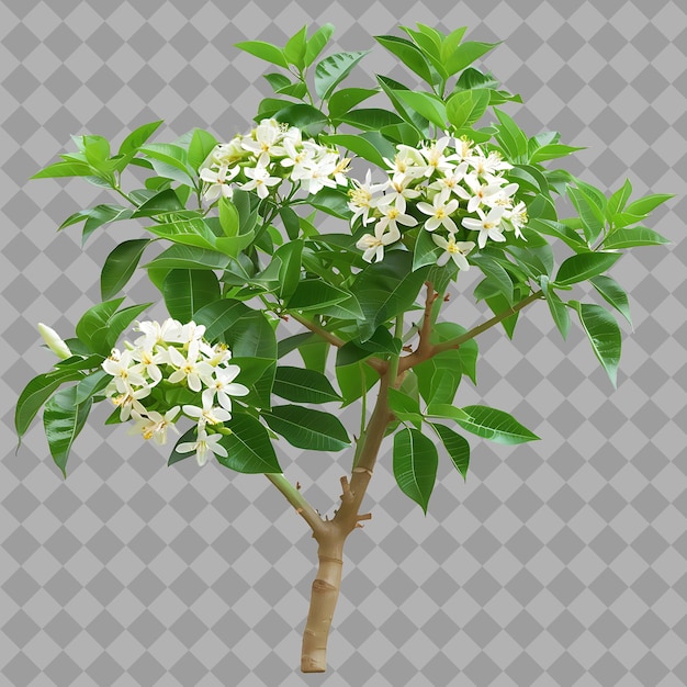 PSD a tree with white flowers and green leaves