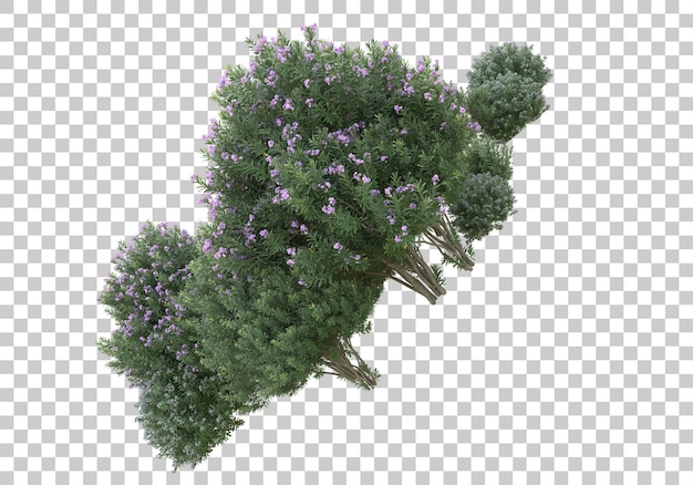 Trees with flowers on transparent background 3d rendering illustration