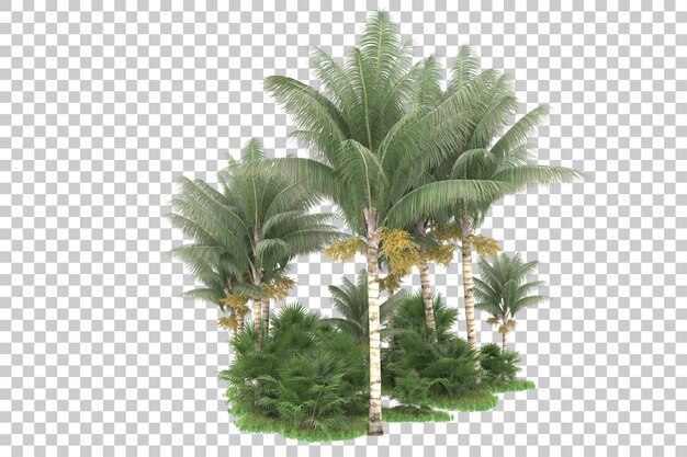 Tropical forest isolated on transparent background 3d rendering illustration