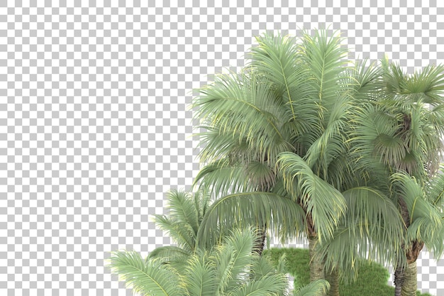 Tropical forest isolated on transparent background 3d rendering illustration