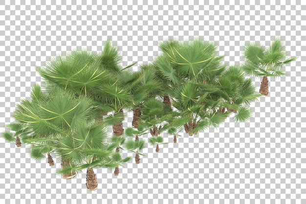 Tropical jungle on transparent background. 3d rendering - illustration