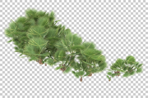 Tropical jungle on transparent background. 3d rendering - illustration