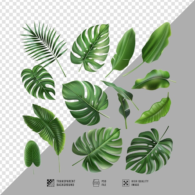 Tropical leaf bundle without background HD quality