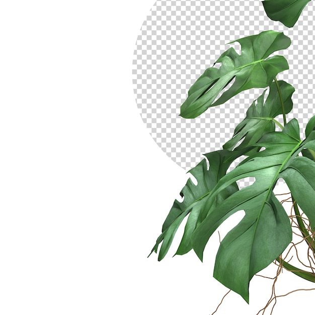 Tropical Monstera leaves plant foliage nature background mockup template 3D Rendering