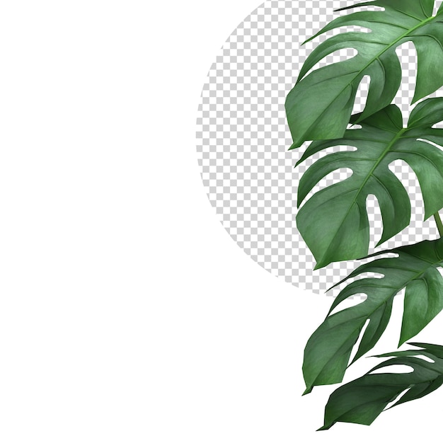 Tropical Monstera leaves plant foliage nature background mockup template 3D Rendering