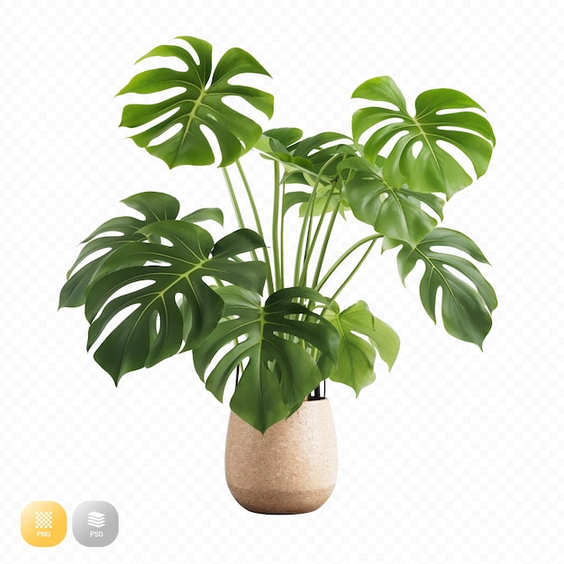 Tropical monstera potted object isolated from background PNG file