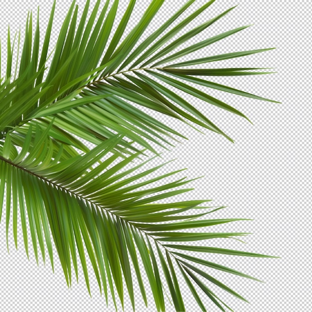 tropical palm leave