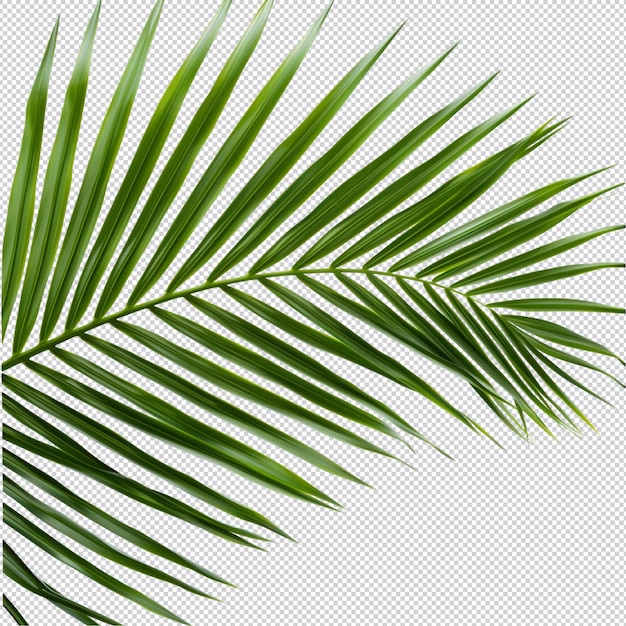 tropical palm leave