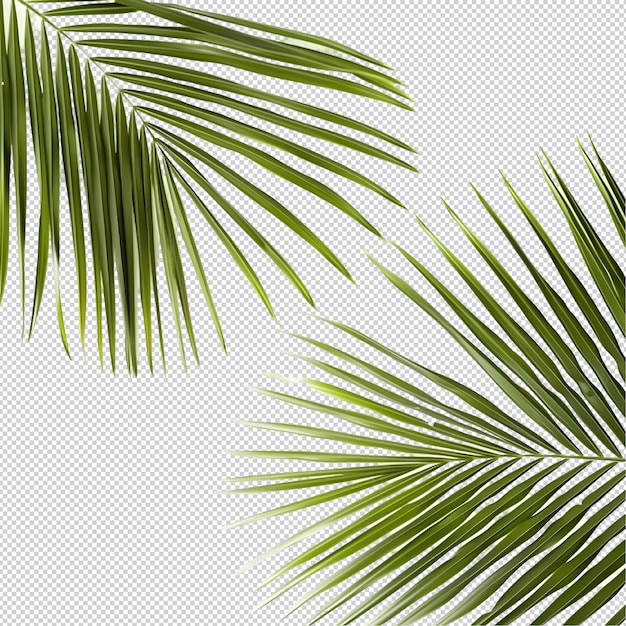 tropical palm leave