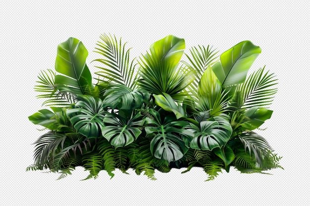 Tropical plants on transparent background