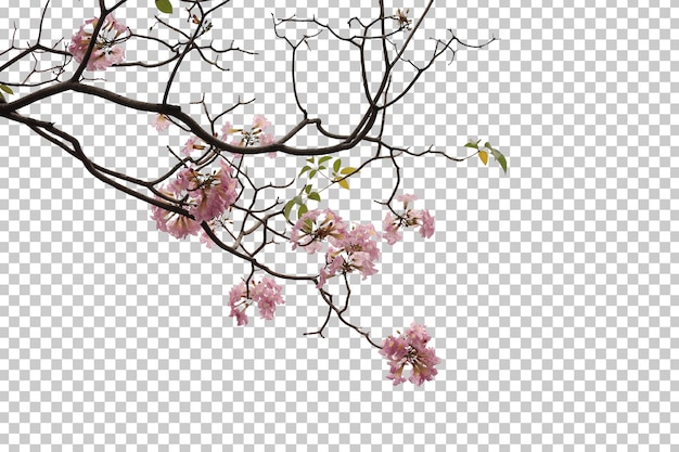 Tropical tree flowers leaves and branch foreground isolated