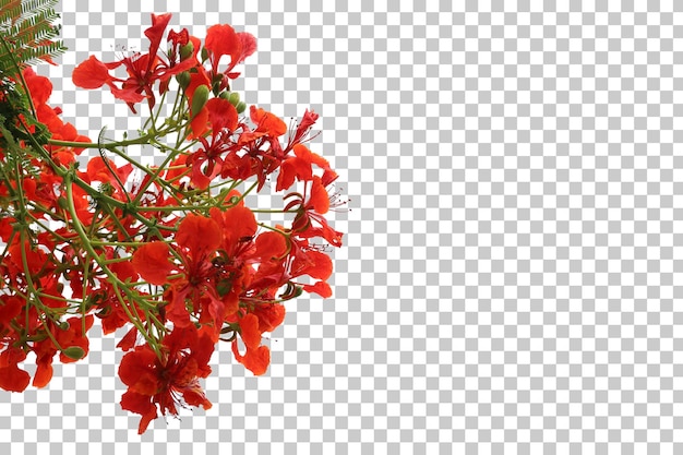 tropical tree flowers leaves and branch foreground isolated