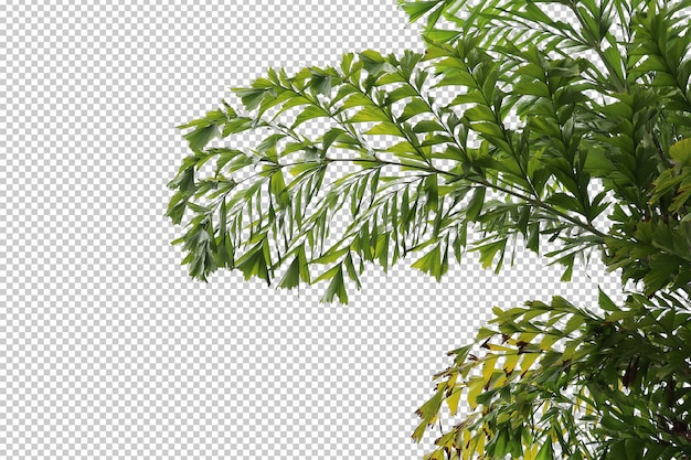 Tropical tree leaves and branch foreground isolated