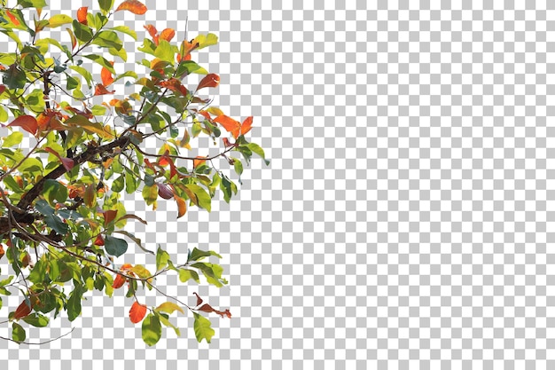 Tropical tree leaves and branch foreground isolated