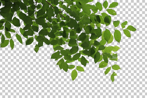 Tropical tree leaves and branch foreground isolated