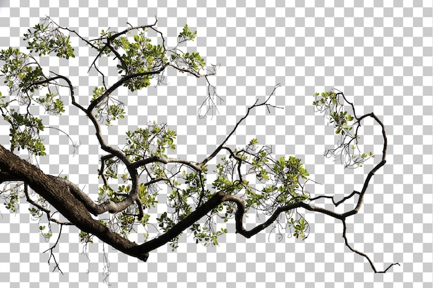 Tropical tree leaves and branch foreground