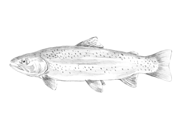 trout fish sketch illustration