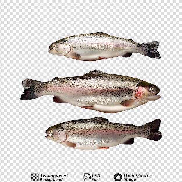 PSD trout isolated on transparent background