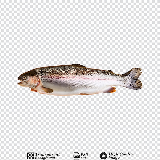 PSD trout isolated on transparent background