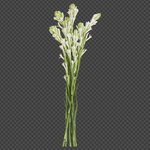 Tuberose flower stems isolated rendering