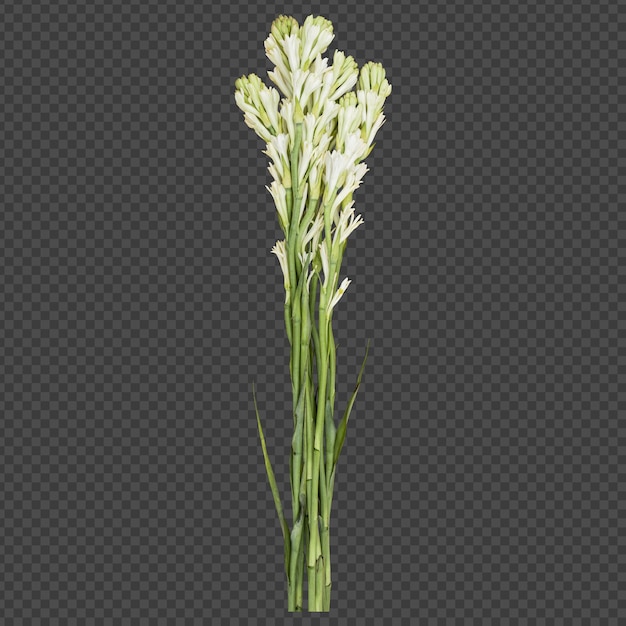 Tuberose flower stems isolated rendering