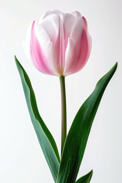 PSD tulip flower in transparent background